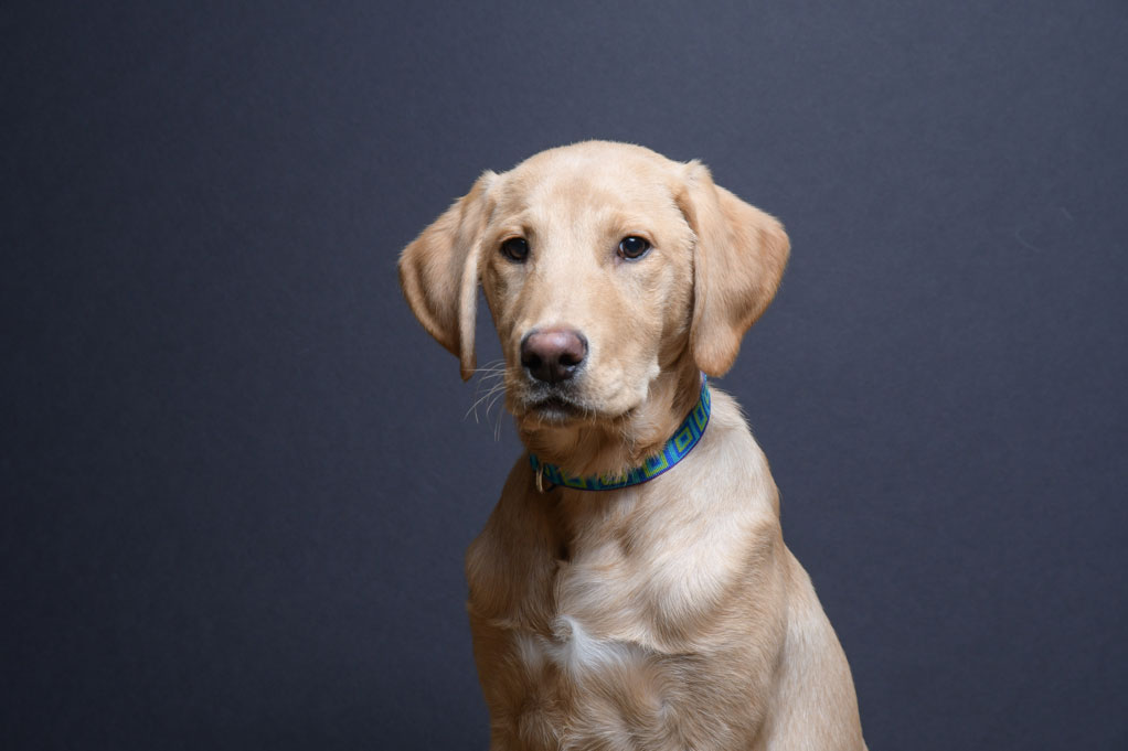 Creek Labrador Retriever Puppy